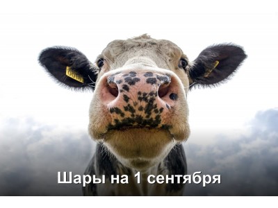 Шары на 1 сентября: как превратить День знаний в незабываемый праздник для детей